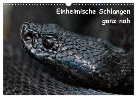 Einheimische Schlangen ganz nah (Wandkalender 2027 DIN A3 quer), CALVENDO Monatskalender