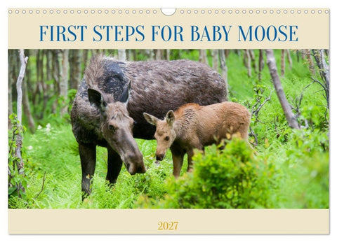 FIRST STEPS FOR BABY MOOSE (Wall Calendar 2027 DIN A3 landscape), CALVENDO 12 Month Wall Calendar