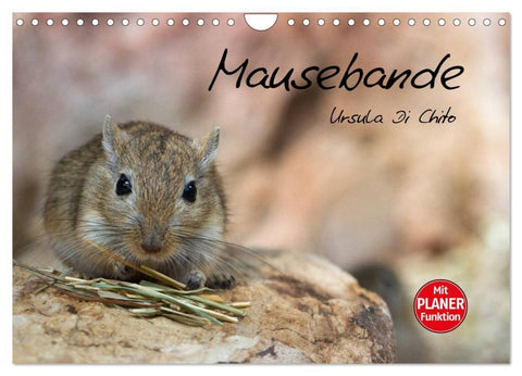 Mausebande (Wandkalender 2027 DIN A4 quer), CALVENDO Monatskalender
