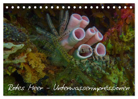 Rotes Meer - Unterwasserimpressionen (Tischkalender 2026 DIN A5 quer), CALVENDO Monatskalender