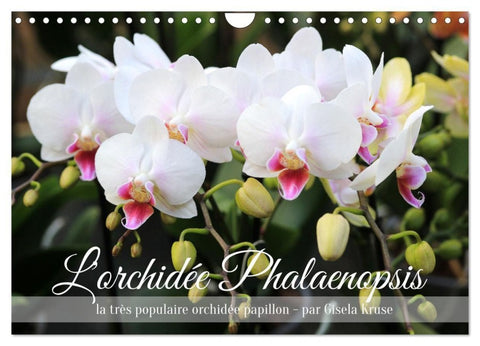 L'orchidée Phalaenopsis (Calendrier mural 2027 DIN A4 vertical), CALVENDO calendrier mensuel