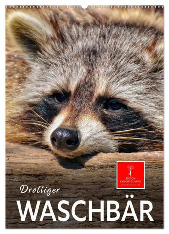 Drolliger Waschbär (Wandkalender 2027 DIN A2 hoch), CALVENDO Monatskalender