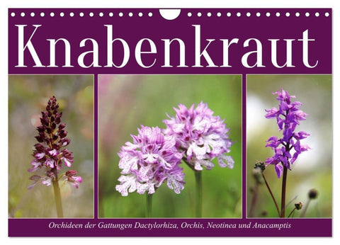 Knabenkraut (Wandkalender 2027 DIN A4 quer), CALVENDO Monatskalender