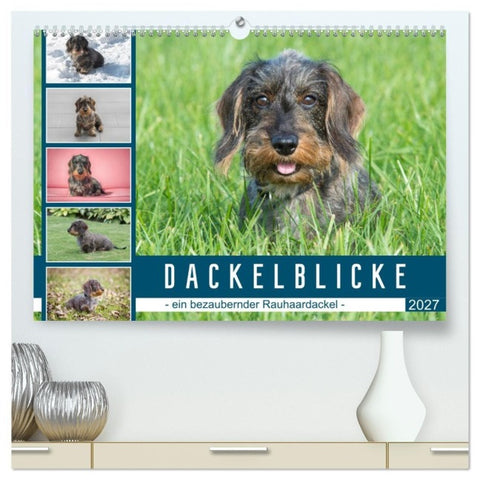 Dackelblicke - ein bezaubernder Rauhaardackel (hochwertiger Premium Wandkalender 2027 DIN A2 quer), Kunstdruck in Hochglanz