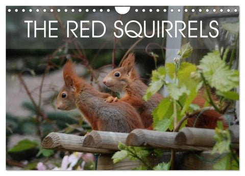 The red squirrels (Wall Calendar 2027 DIN A4 landscape), CALVENDO 12 Month Wall Calendar