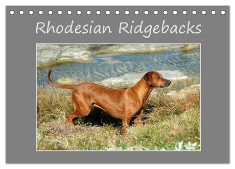 Rhodesian Ridgebacks (Tischkalender 2026 DIN A5 quer), CALVENDO Monatskalender