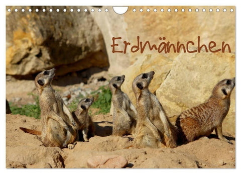 Erdmännchen (Wandkalender 2027 DIN A4 quer), CALVENDO Monatskalender