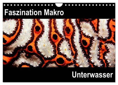 Faszination Makro Unterwasser (Wandkalender 2027 DIN A4 quer), CALVENDO Monatskalender