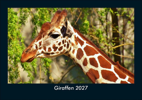 Giraffen 2027 Fotokalender DIN A5