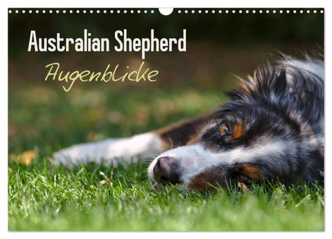 Australian Shepherd - Augenblicke (Wandkalender 2027 DIN A3 quer), CALVENDO Monatskalender