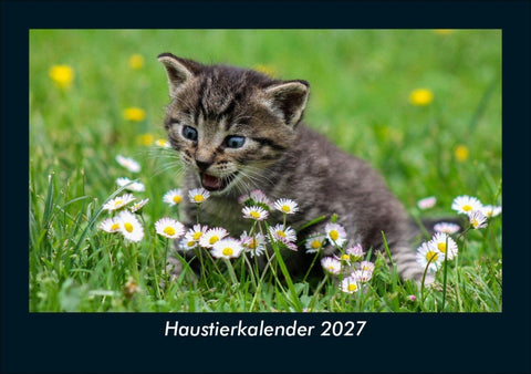 Haustierkalender 2027 Fotokalender DIN A5
