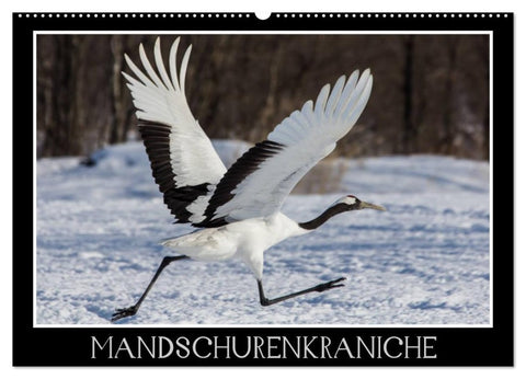 Mandschurenkraniche (Wandkalender 2026 DIN A2 quer), CALVENDO Monatskalender