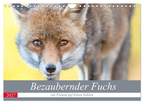 Bezaubernder Fuchs - ein Freund auf leisen Sohlen (Wandkalender 2027 DIN A4 quer), CALVENDO Monatskalender