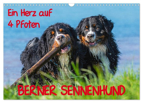 Ein Herz auf 4 Pfoten - Berner Sennenhund (Wandkalender 2027 DIN A3 quer), CALVENDO Monatskalender
