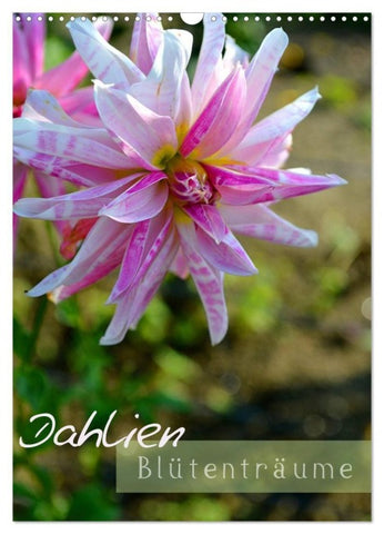 Dahlien - Blütenträume (Wandkalender 2027 DIN A3 hoch), CALVENDO Monatskalender