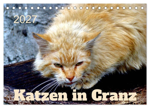 Katzen in Cranz (Tischkalender 2027 DIN A5 quer), CALVENDO Monatskalender