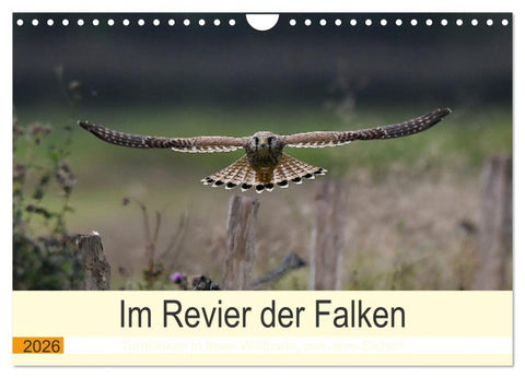 Im Revier der Falken (Wandkalender 2026 DIN A4 quer), CALVENDO Monatskalender