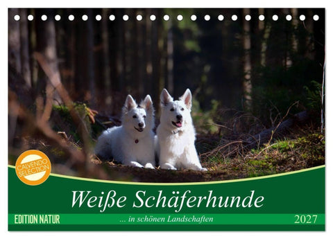 Weiße Schäferhunde in schönen Landschaften (Tischkalender 2027 DIN A5 quer), CALVENDO Monatskalender