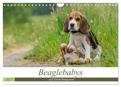 Beaglebabys auf Entdeckungstour (Wandkalender 2027 DIN A4 quer), CALVENDO Monatskalender