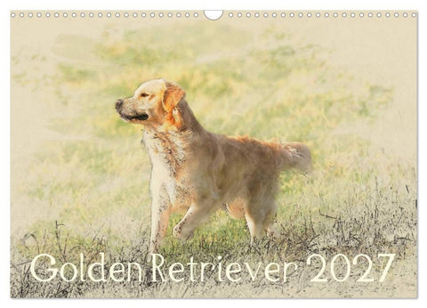 Golden Retriever 2027 (Wandkalender 2027 DIN A3 quer), CALVENDO Monatskalender