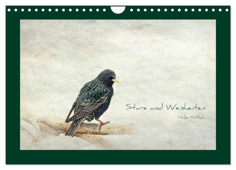 Stare und Weisheiten (Wandkalender 2026 DIN A4 quer), CALVENDO Monatskalender