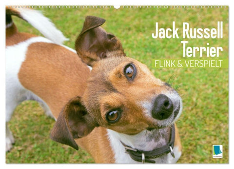 Jack Russell Terrier: flink und verspielt (Wandkalender 2027 DIN A2 quer), CALVENDO Monatskalender