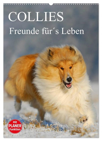 Collies - Freunde für´s Leben (Wandkalender 2027 DIN A2 hoch), CALVENDO Monatskalender