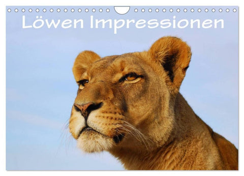 Löwen Impressionen (Wandkalender 2027 DIN A4 quer), CALVENDO Monatskalender