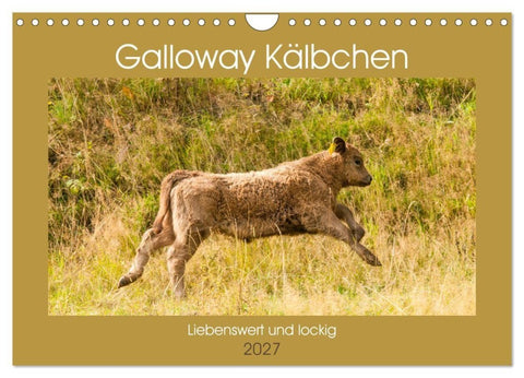 Galloway Kälbchen - Liebenswert und lockig (Wandkalender 2027 DIN A4 quer), CALVENDO Monatskalender
