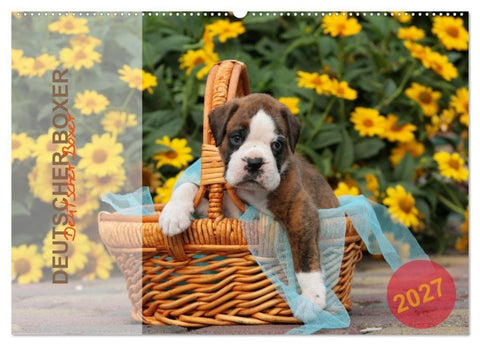 Deutscher Boxer 2027 (Wandkalender 2027 DIN A2 quer), CALVENDO Monatskalender