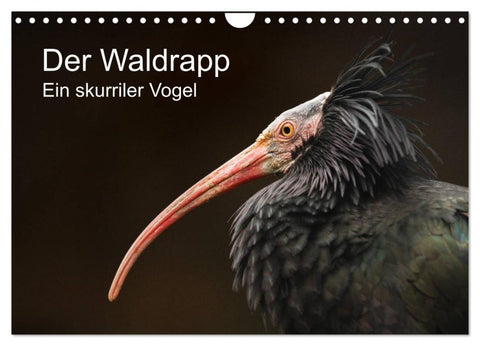 Der Waldrapp - Ein skurriler Vogel (Wandkalender 2026 DIN A4 quer), CALVENDO Monatskalender