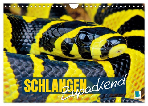 Schlangen: Zupackend (Wandkalender 2027 DIN A4 quer), CALVENDO Monatskalender
