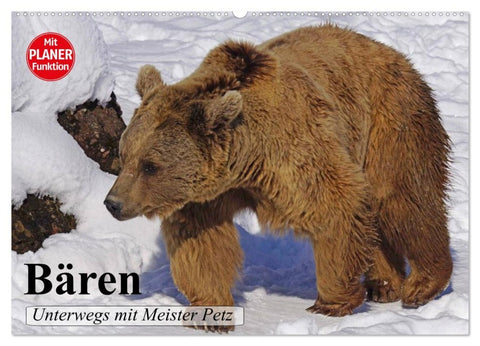 Bären. Unterwegs mit Meister Petz (Wandkalender 2026 DIN A2 quer), CALVENDO Monatskalender