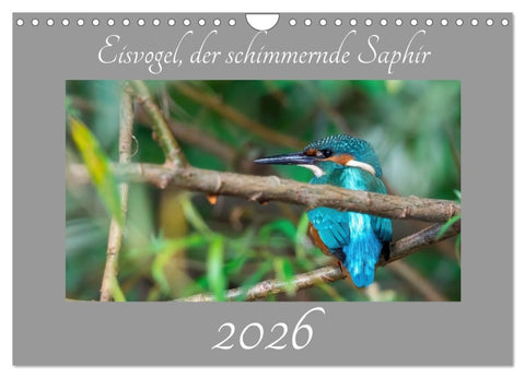 Eisvogel, der schimmernde Saphir (Wandkalender 2026 DIN A4 quer), CALVENDO Monatskalender