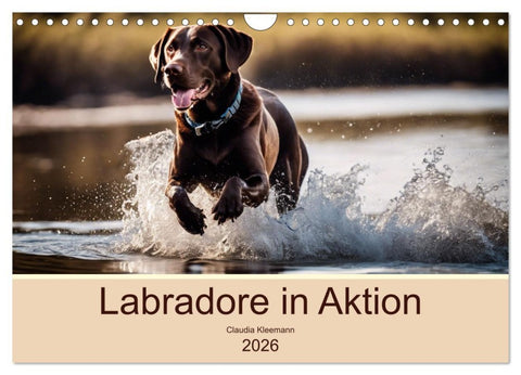 Labradore in Aktion (Wandkalender 2026 DIN A4 quer), CALVENDO Monatskalender