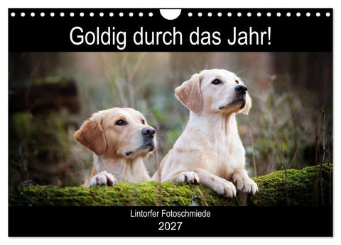 Goldig durch das Jahr! (Wandkalender 2027 DIN A4 quer), CALVENDO Monatskalender