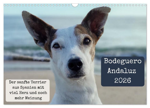 Ratonero Bodeguero Andaluz (Wandkalender 2026 DIN A3 quer), CALVENDO Monatskalender