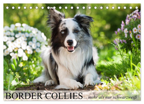 Border Collies - nicht nur schwarzweiß (Tischkalender 2027 DIN A5 quer), CALVENDO Monatskalender