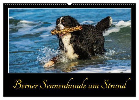 Berner Sennenhunde am Strand (Wandkalender 2027 DIN A2 quer), CALVENDO Monatskalender