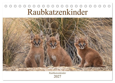 Raubkatzenkinder (Tischkalender 2027 DIN A5 quer), CALVENDO Monatskalender