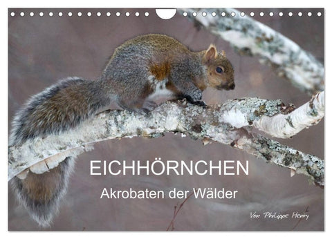 EICHHÖRNCHEN (Wandkalender 2027 DIN A4 quer), CALVENDO Monatskalender