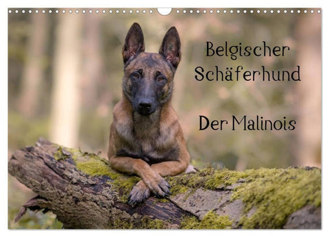 Belgischer Schäferhund - Der Malinois (Wandkalender 2027 DIN A3 quer), CALVENDO Monatskalender