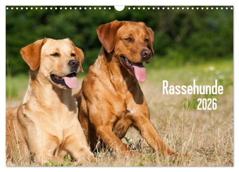 Rassehunde (Wandkalender 2026 DIN A3 quer), CALVENDO Monatskalender