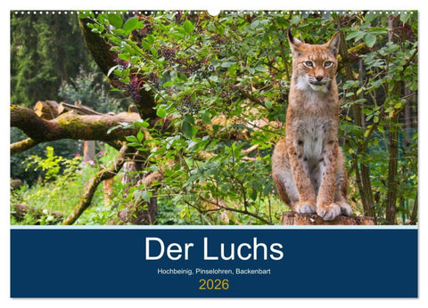 Der Luchs - Hochbeinig, Pinselohren, Backenbart (Wandkalender 2026 DIN A2 quer), CALVENDO Monatskalender