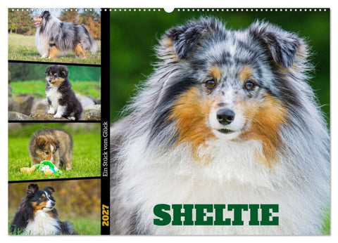 Sheltie - Ein Stück vom Glück (Wandkalender 2027 DIN A2 quer), CALVENDO Monatskalender