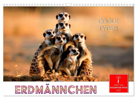 Erdmännchen - coole Typen (Wandkalender 2027 DIN A3 quer), CALVENDO Monatskalender