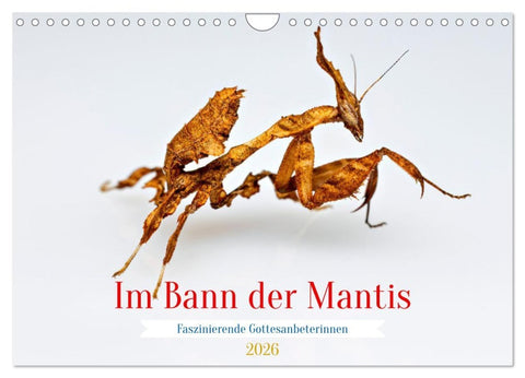 Im Bann der Mantis (Wandkalender 2026 DIN A4 quer), CALVENDO Monatskalender