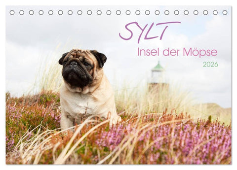 Sylt - Insel der Möpse (Tischkalender 2026 DIN A5 quer), CALVENDO Monatskalender