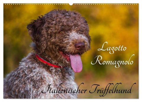 Lagotto Romagnolo - Italienischer Trüffelhund (Wandkalender 2026 DIN A2 quer), CALVENDO Monatskalender