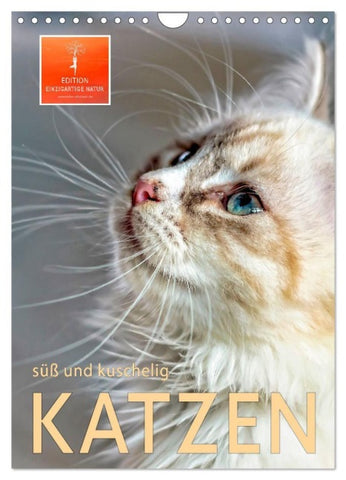 Katzen - süß und kuschelig (Wandkalender 2027 DIN A4 hoch), CALVENDO Monatskalender
